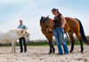 Aarden met paarden