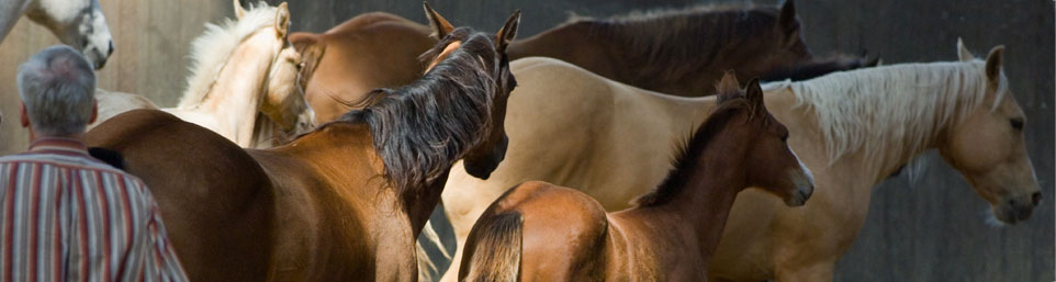 coachen met paarden