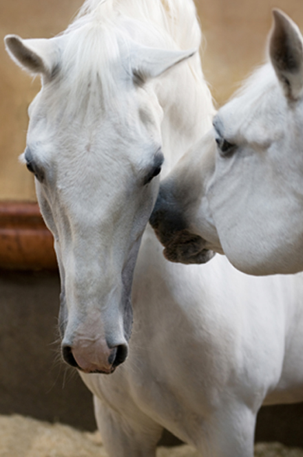 paardencoaching, paarden-coaching, coaching met paarden Sascha Schalkwijk