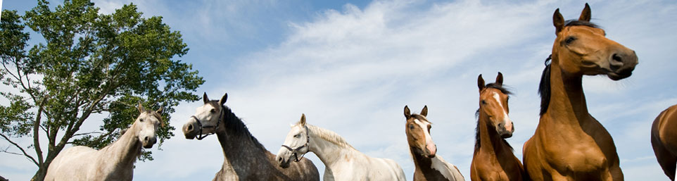 coachen met paarden